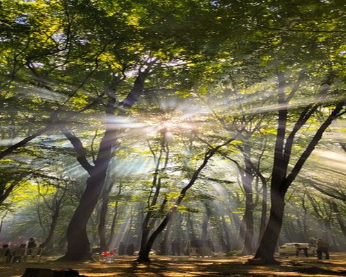 Calm walk through a park in Mexico City with sunlight filtering through trees