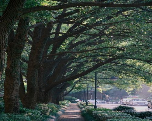Calm walk through a leafy park in Mexico City with sunlight filtering through trees